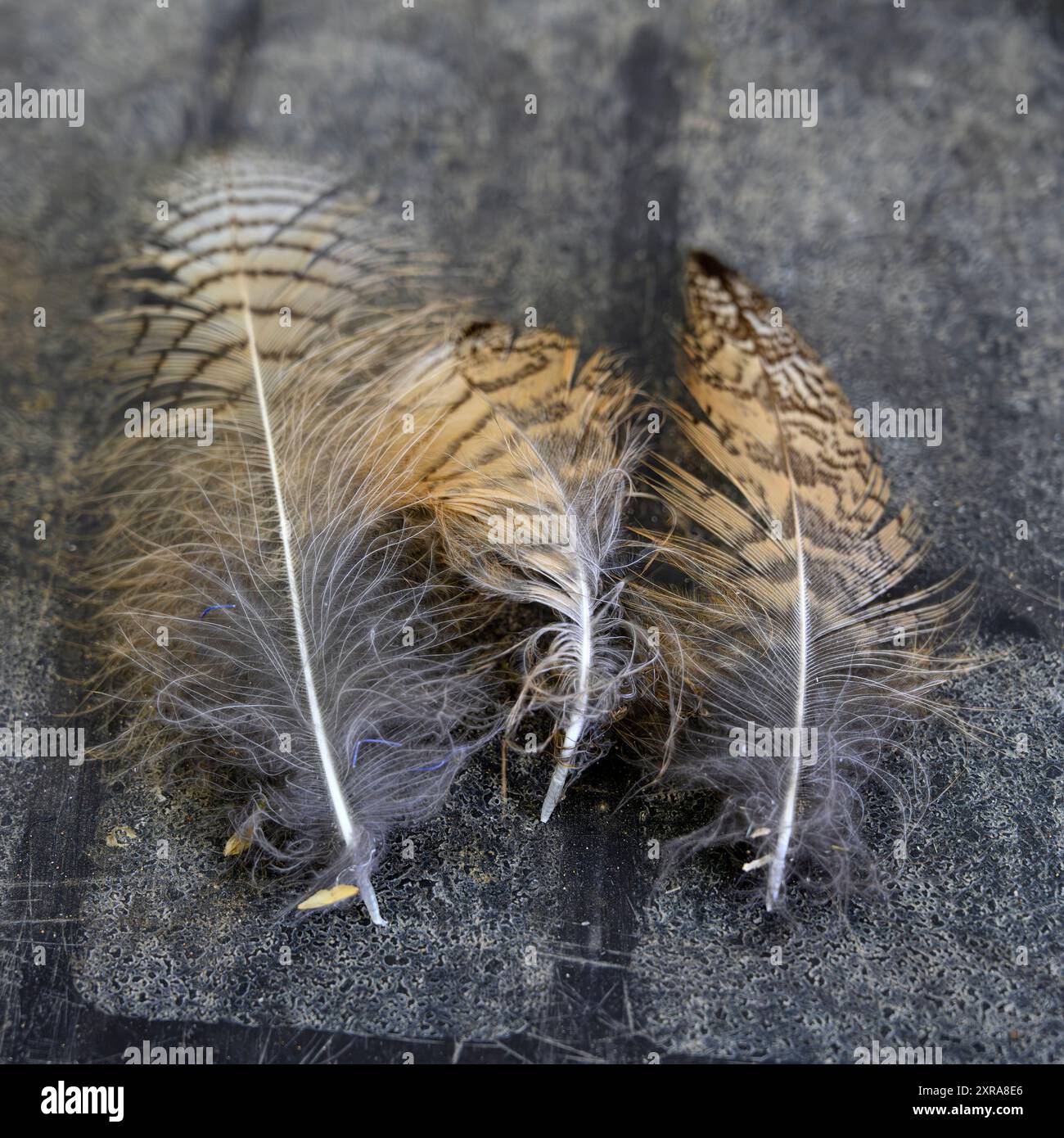 Plumes d'un aigle-hibou eurasien (Bubo bubo) photographiées en Israël en juillet Banque D'Images