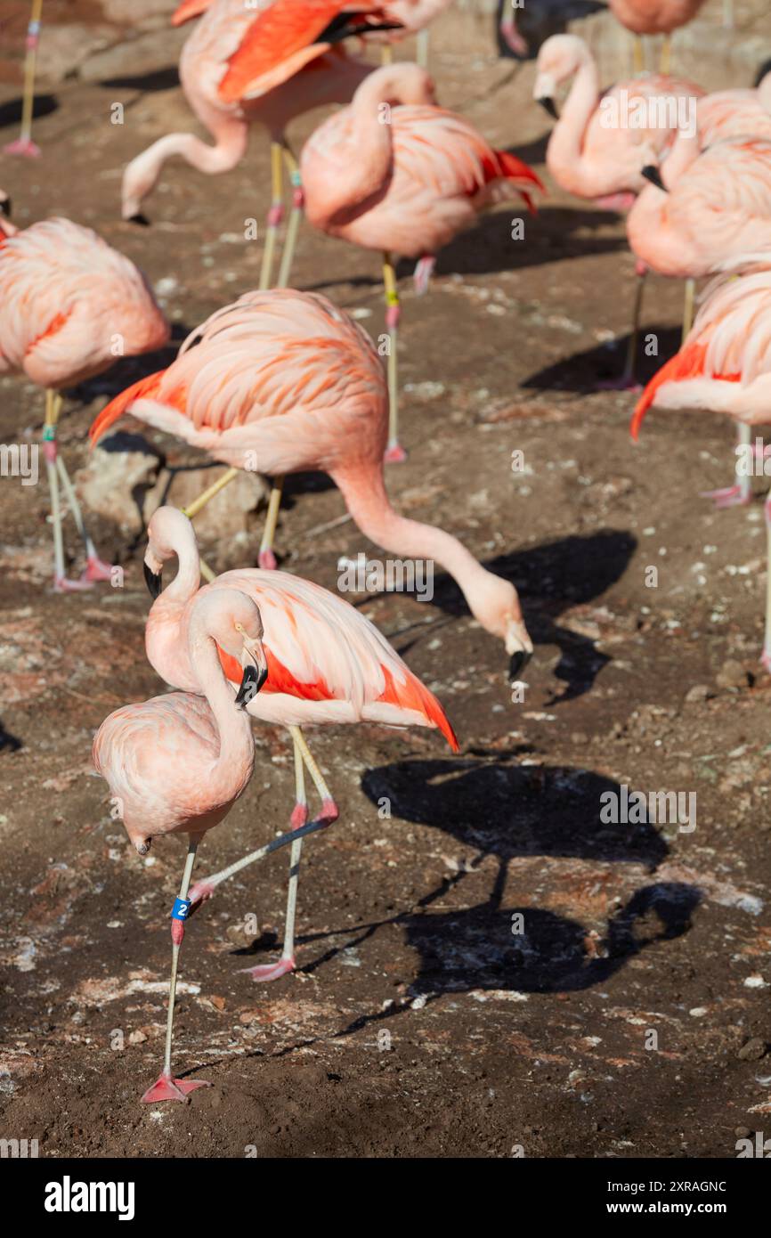 Flamants roses à l'intérieur de l'Ecopark (Ecoparque) à Palerme, Buenos Aires, Argentine. Banque D'Images