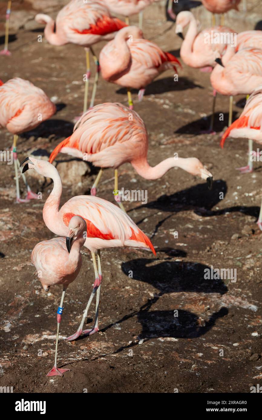 Flamants roses à l'intérieur de l'Ecopark (Ecoparque) à Palerme, Buenos Aires, Argentine. Banque D'Images