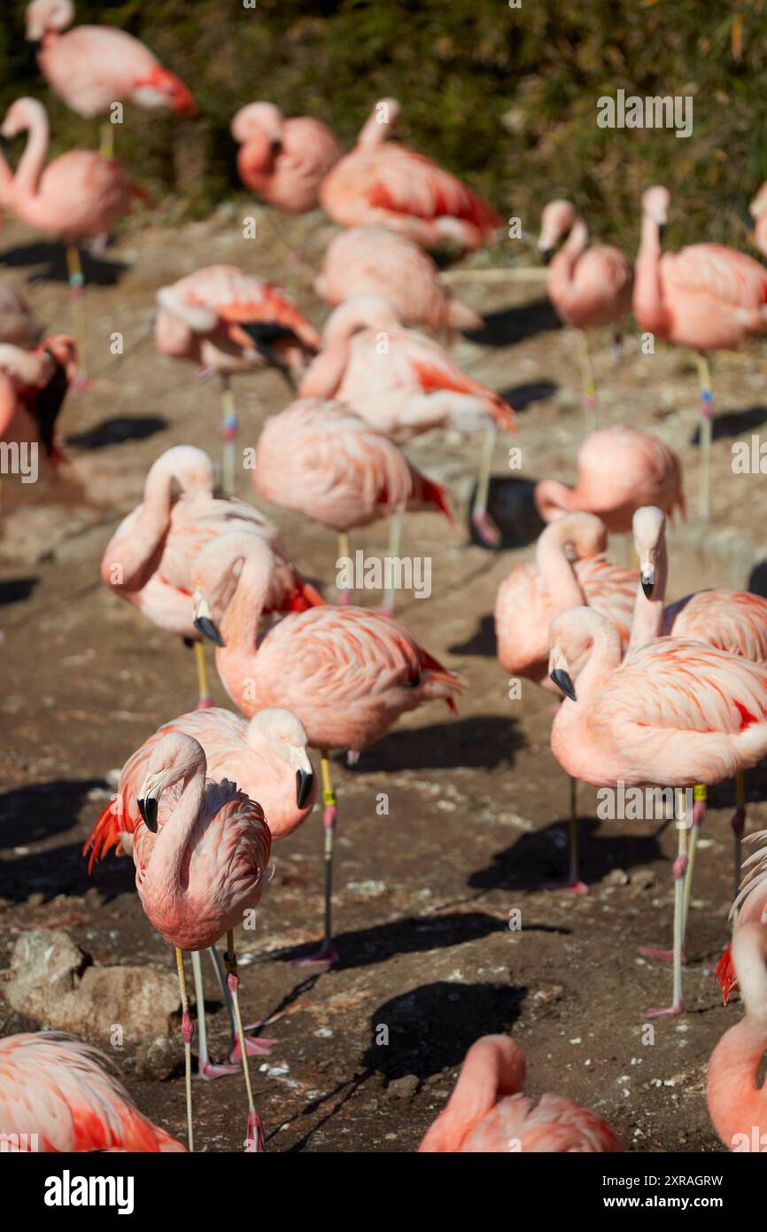 Flamants roses à l'intérieur de l'Ecopark (Ecoparque) à Palerme, Buenos Aires, Argentine. Banque D'Images