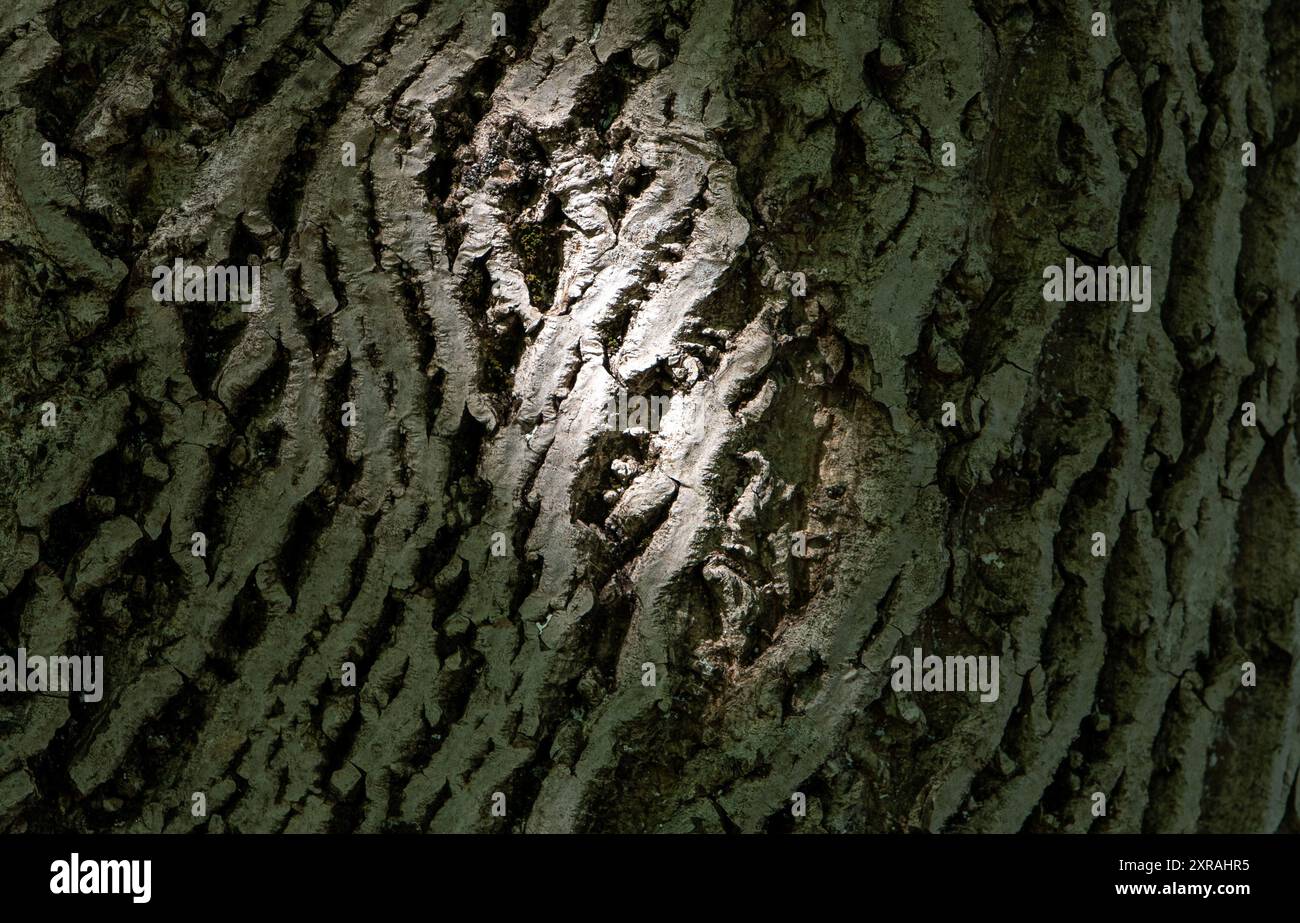 Croûte illuminée d'un vieil arbre : motif centré et texture Banque D'Images
