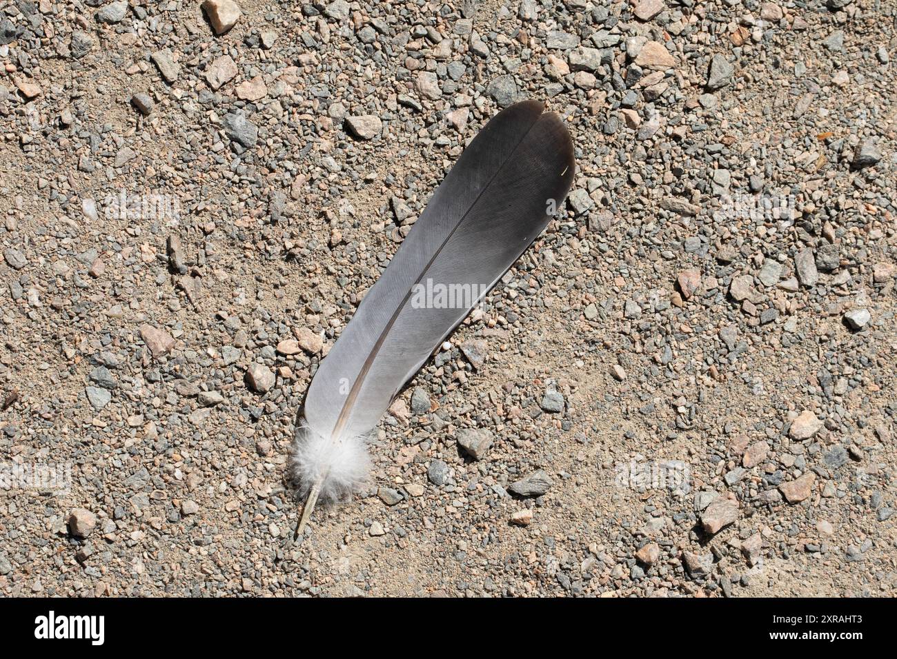Une plume d'oiseau sur le sol, sur la route. Une métaphore de la transitoires et de la fragilité de la vie. Une question de temps quand il sera balayé par le vent, Banque D'Images