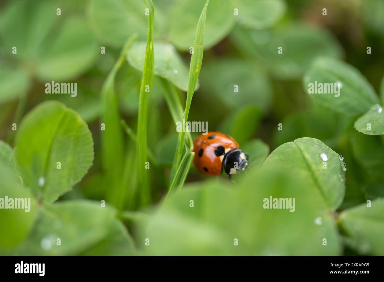 Coccinelle émergeant d'une parcelle de trèfles. Il y a quelques gouttes de rosée sur les feuilles de trèfle et des brins d'herbe émergent aussi Banque D'Images