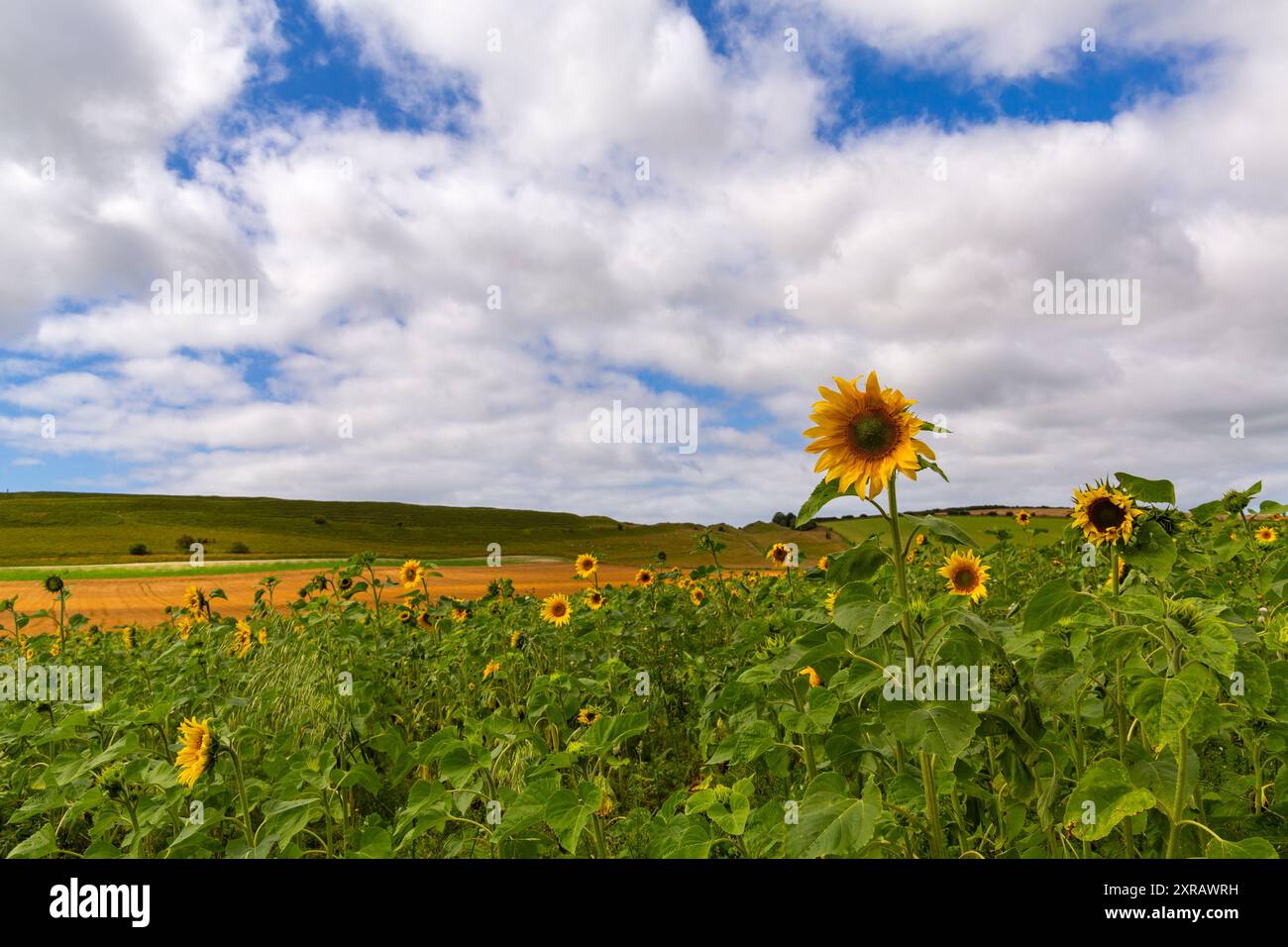 Maiden Castle Farm, Dorchester, Dorset Royaume-Uni. 9 août 2024. Les visiteurs affluent à Maiden Castle Farm, près de Dorchester dans le Dorset, pour marcher sur le Dorset Sunflower Trail pour l'ouverture par une journée ensoleillée et venteuse. Il a été difficile de prédire quand les tournesols fleuriraient avec le temps et le changement climatique récents. (Permission reçue de Maiden Castle Farm). Crédit : Carolyn Jenkins/Alamy Live News Banque D'Images