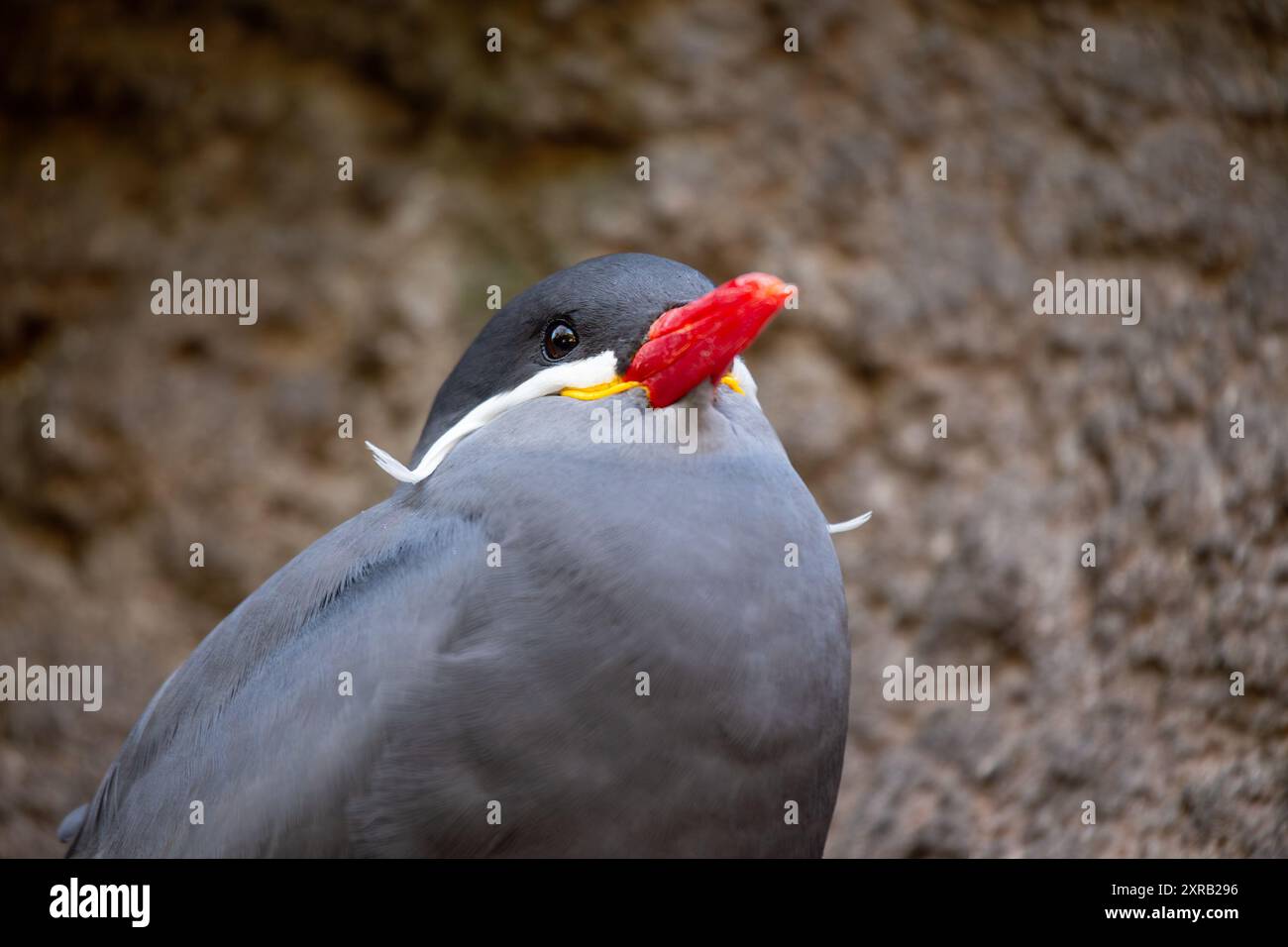 Sterne Inca mâle repérée le long de la côte pacifique de l'Amérique du Sud. Se nourrit principalement de petits poissons. Trouvé dans les régions côtières du Pérou et du Chili. Banque D'Images