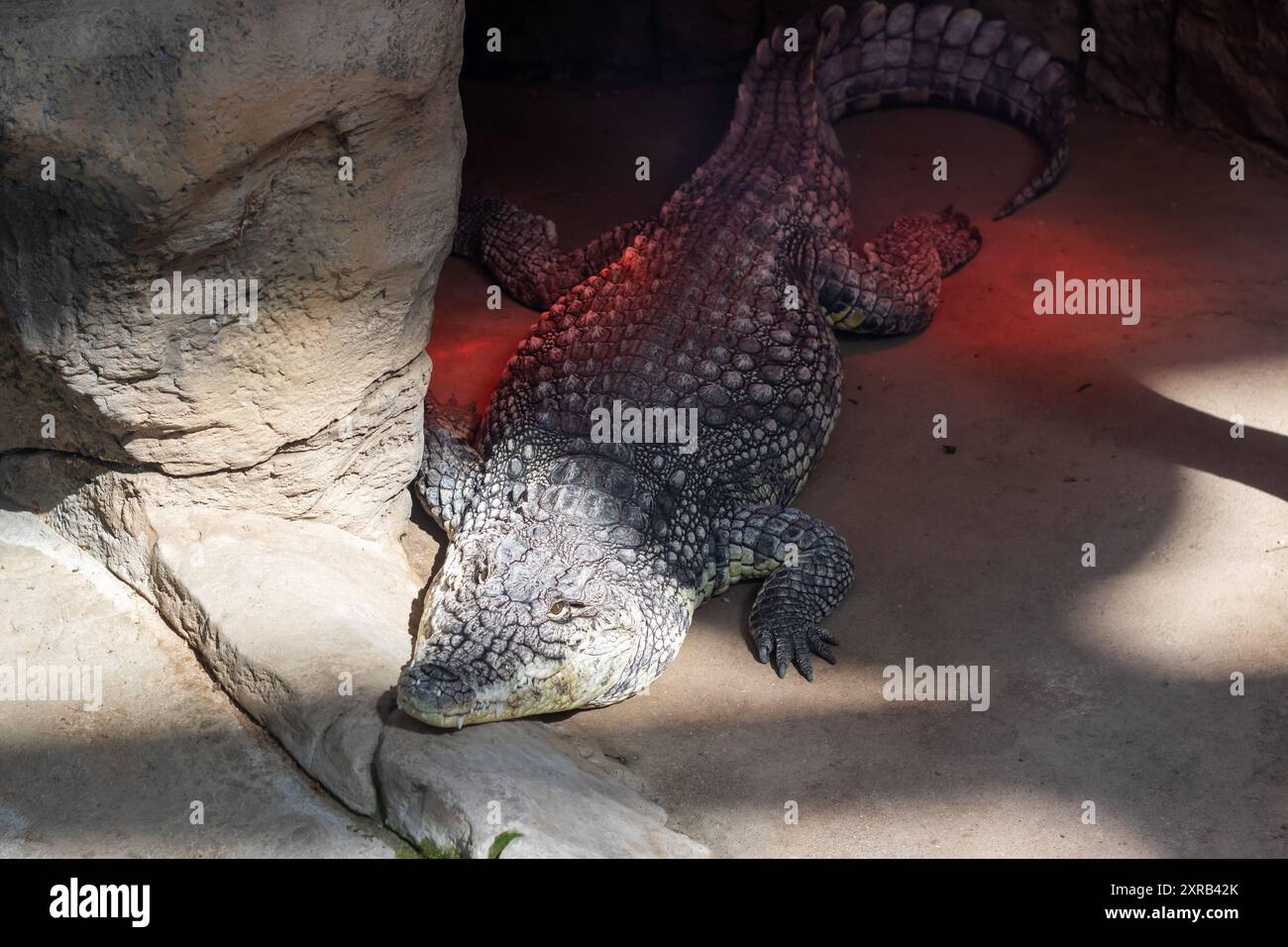 Un grand crocodile repose confortablement sur le sol chaud, positionné près d'un rocher robuste, profitant de son environnement au soleil Banque D'Images