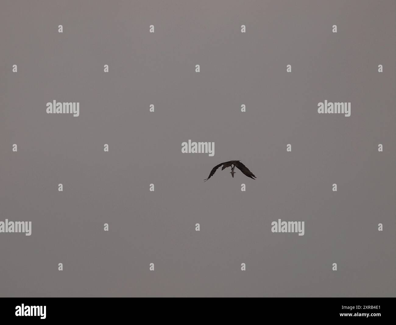 Osprey volant avec un poisson fraîchement pêché se dirigeant vers son nid. Banque D'Images