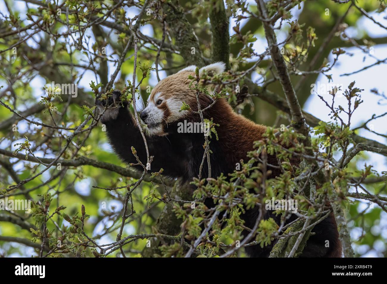 Panda rouge Banque D'Images