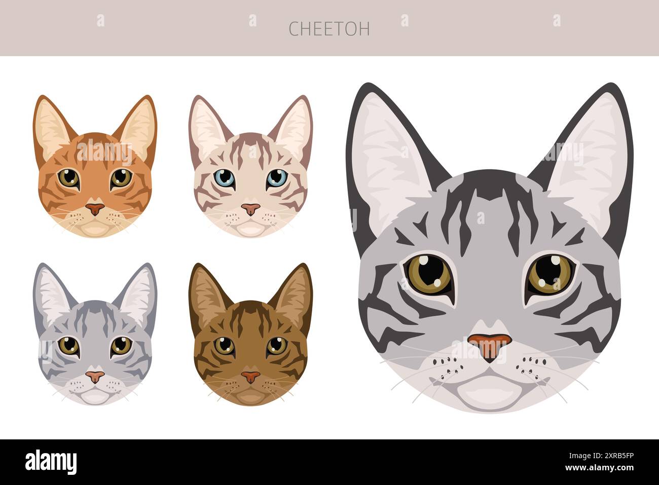 Cheetoh Cat clipart. Toutes les couleurs de manteau sont définies. Infographie des caractéristiques de toutes les races de chats. Illustration vectorielle Illustration de Vecteur