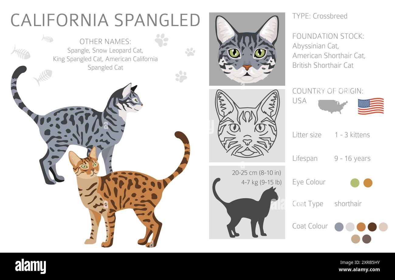 Clipart California Spangled Cat. Toutes les couleurs de manteau sont définies. Infographie des caractéristiques de toutes les races de chats. Illustration vectorielle Illustration de Vecteur
