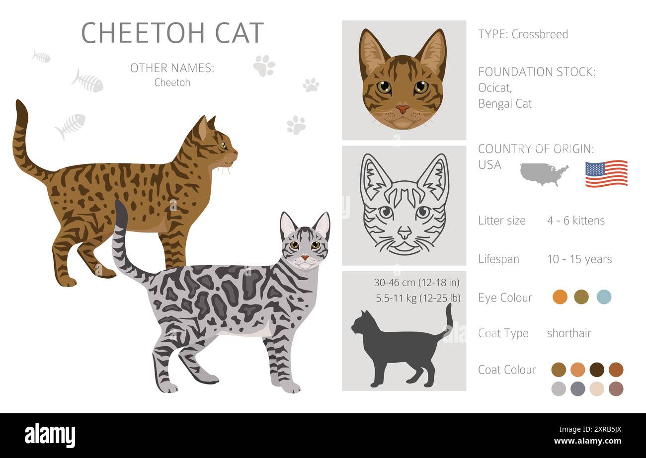 Cheetoh Cat clipart. Toutes les couleurs de manteau sont définies. Infographie des caractéristiques de toutes les races de chats. Illustration vectorielle Illustration de Vecteur