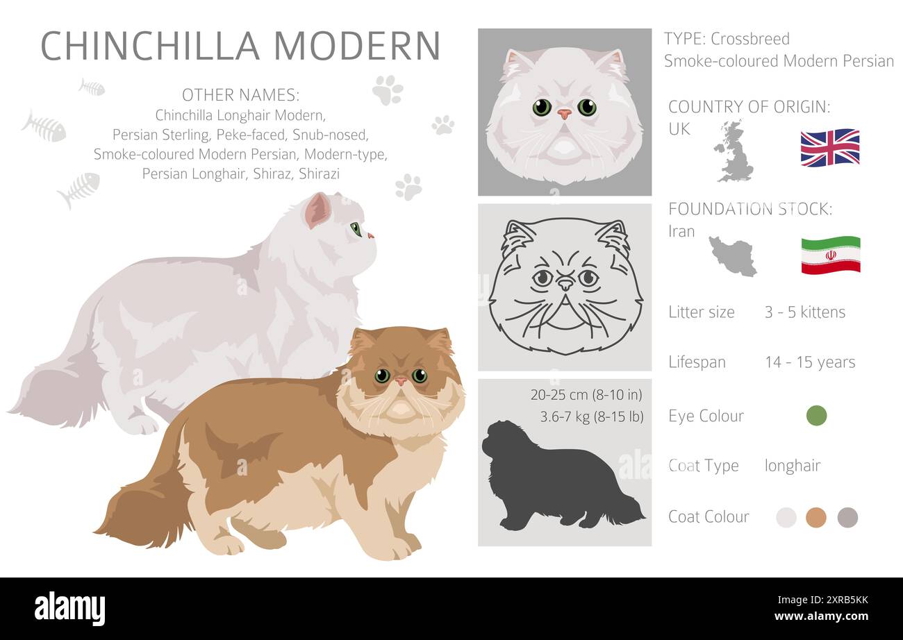 Chinchilla Persian Longhair Modern Cat clipart. Toutes les couleurs de manteau sont définies. Infographie des caractéristiques de toutes les races de chats. Illustration vectorielle Illustration de Vecteur