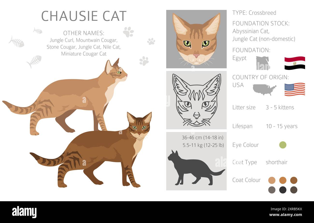 Chausie Cat clipart. Toutes les couleurs de manteau sont définies. Infographie des caractéristiques de toutes les races de chats. Illustration vectorielle Illustration de Vecteur