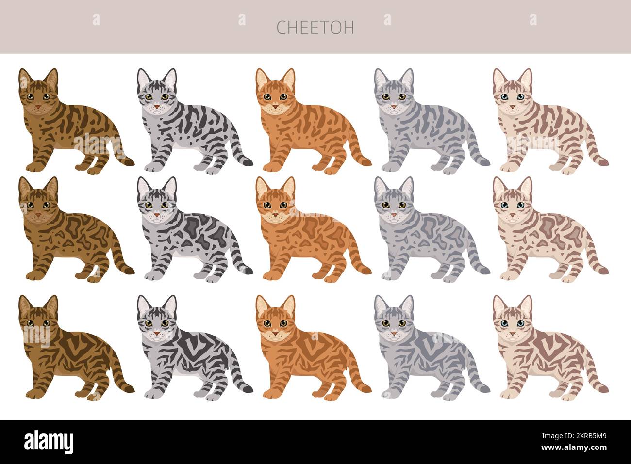 Cheetoh Cat clipart. Toutes les couleurs de manteau sont définies. Infographie des caractéristiques de toutes les races de chats. Illustration vectorielle Illustration de Vecteur