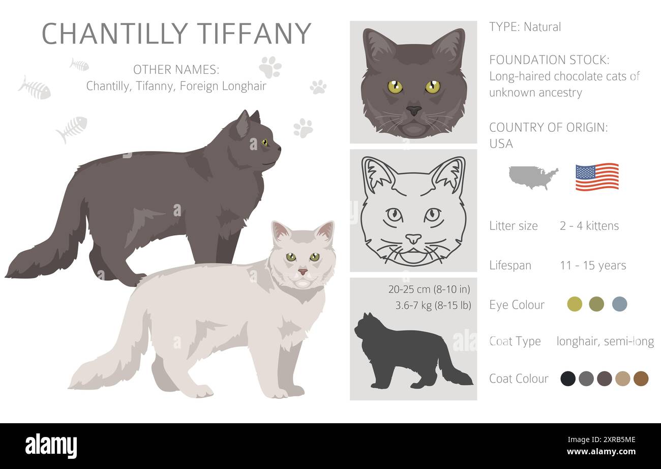 Chantilly Tiffany Cat clipart. Toutes les couleurs de manteau sont définies. Infographie des caractéristiques de toutes les races de chats. Illustration vectorielle Illustration de Vecteur