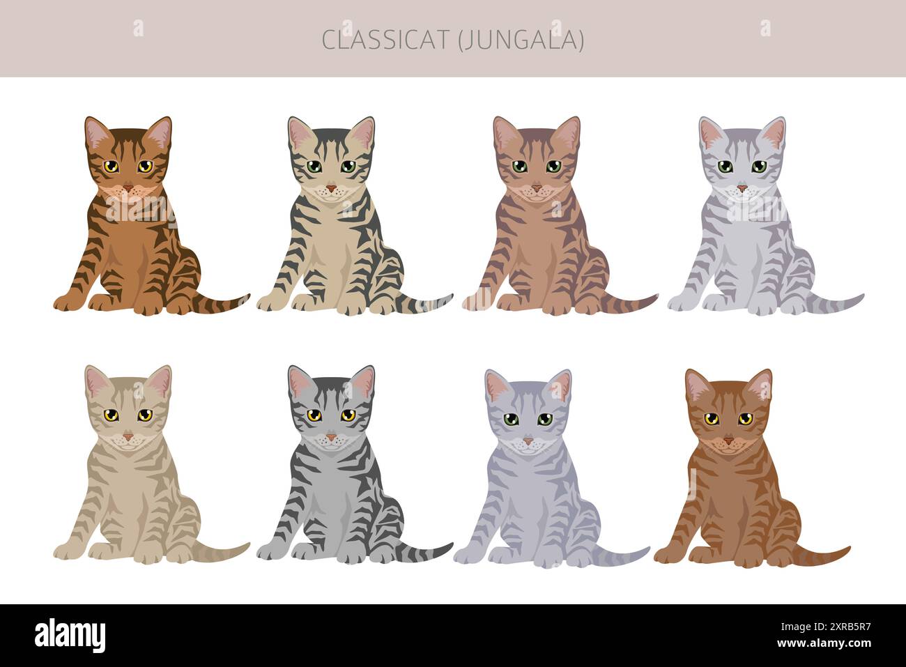 Classicat, Jungala Cat clipart. Toutes les couleurs de manteau sont définies. Infographie des caractéristiques de toutes les races de chats. Illustration vectorielle Illustration de Vecteur