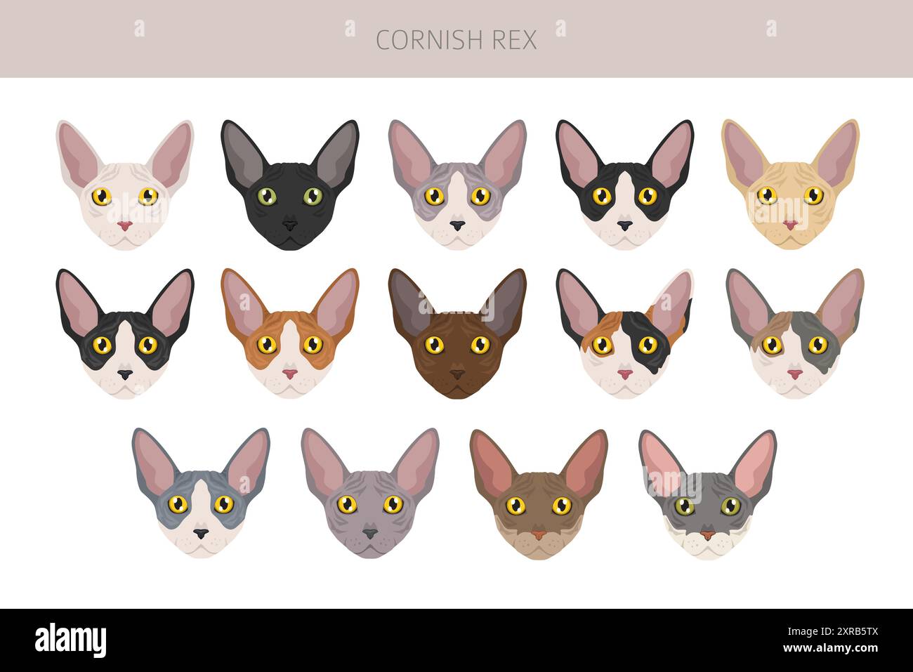 Clipart de Cornish Rex Cat. Toutes les couleurs de manteau sont définies. Infographie des caractéristiques de toutes les races de chats. Illustration vectorielle Illustration de Vecteur