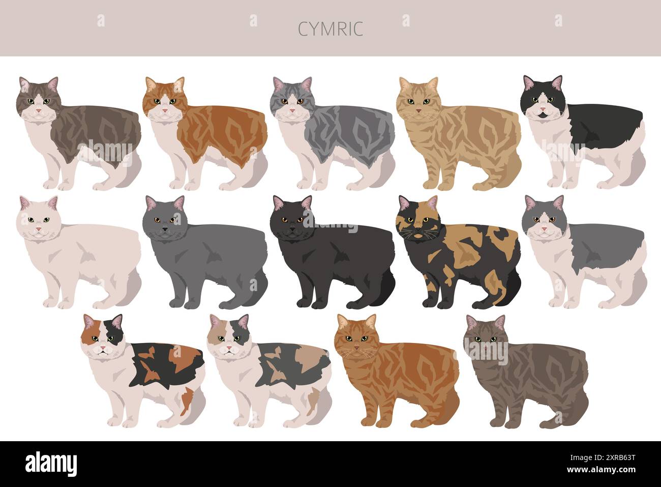 Clipart Cymric Cat. Toutes les couleurs de manteau sont définies. Infographie des caractéristiques de toutes les races de chats. Illustration vectorielle Illustration de Vecteur