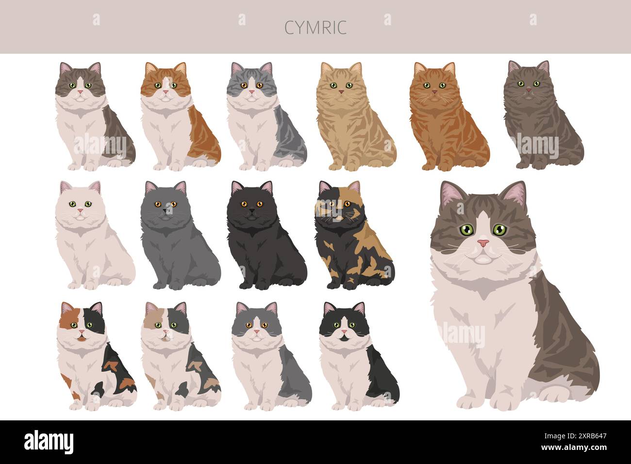 Clipart Cymric Cat. Toutes les couleurs de manteau sont définies. Infographie des caractéristiques de toutes les races de chats. Illustration vectorielle Illustration de Vecteur