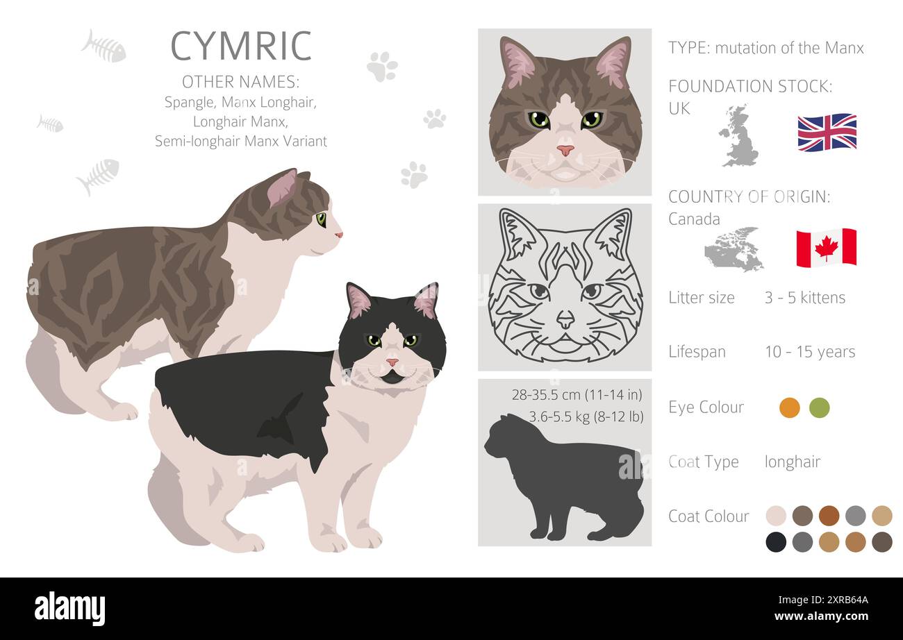 Clipart Cymric Cat. Toutes les couleurs de manteau sont définies. Infographie des caractéristiques de toutes les races de chats. Illustration vectorielle Illustration de Vecteur