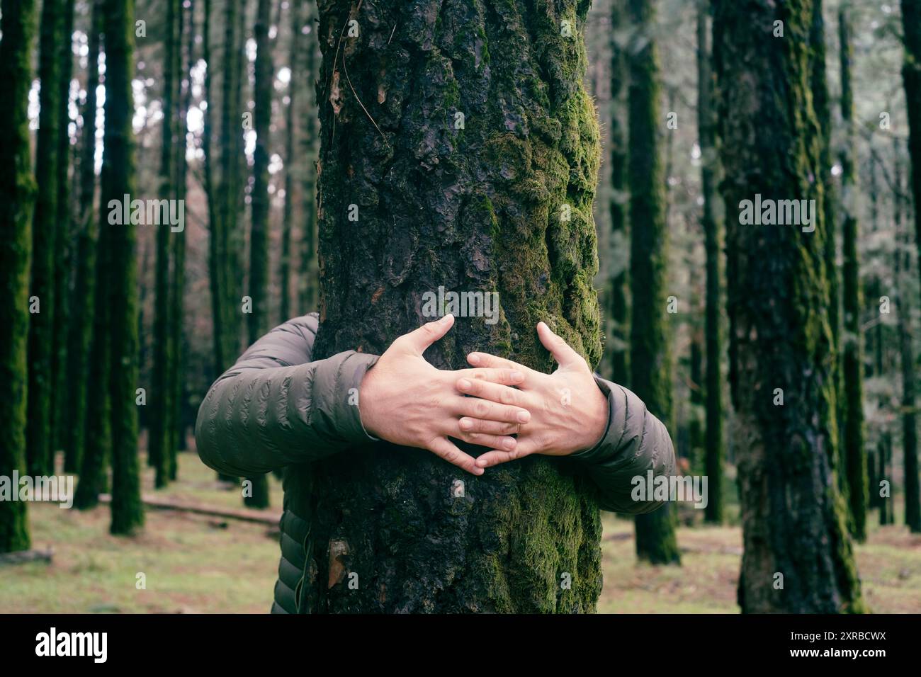 Amoureux de la nature embrassant le tronc d'arbre avec musc vert dans la forêt de bois tropicaux. Fond naturel vert. Concept des gens aiment la nature et protègent de la déforestation ou de la pollution ou du changement climatique Banque D'Images