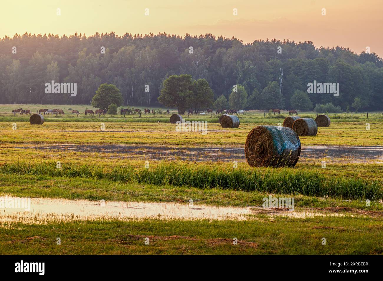 Un beau paysage rural quelques instants après une tempête. Prairies humides. Balles de foin et chevaux au loin. Coucher de soleil Banque D'Images