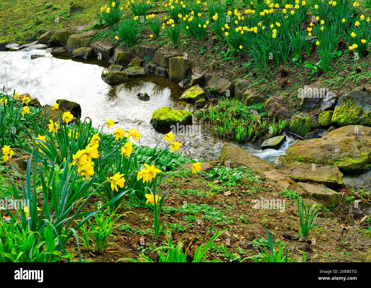 Europe, Allemagne, Hesse, Hesse centrale, Wetterau, Bad Nauheim, jonquilles fleuries le long d'un ruisseau Banque D'Images