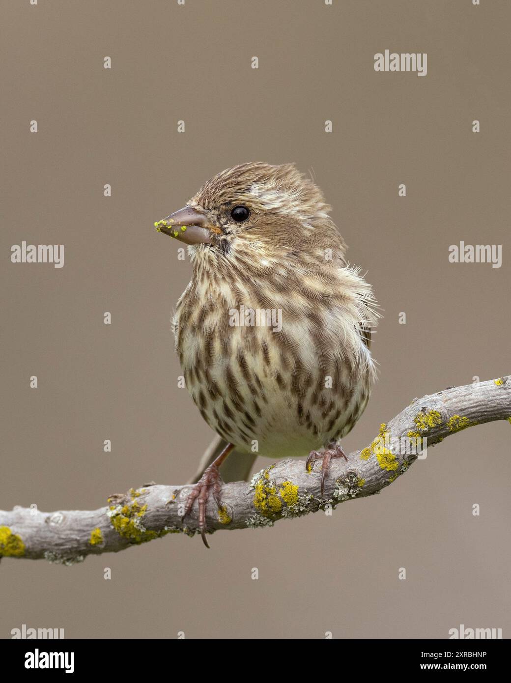 Finch violet (Haemorhous purpureus) Sacramento Comté Californie États-Unis Banque D'Images