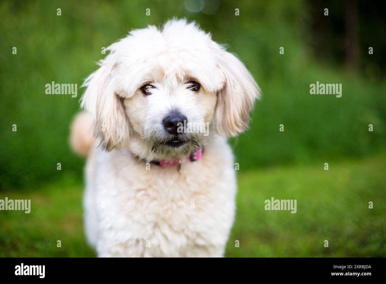 Un adorable chien mixte Pomeranian x Poodle regardant l'appareil photo Banque D'Images