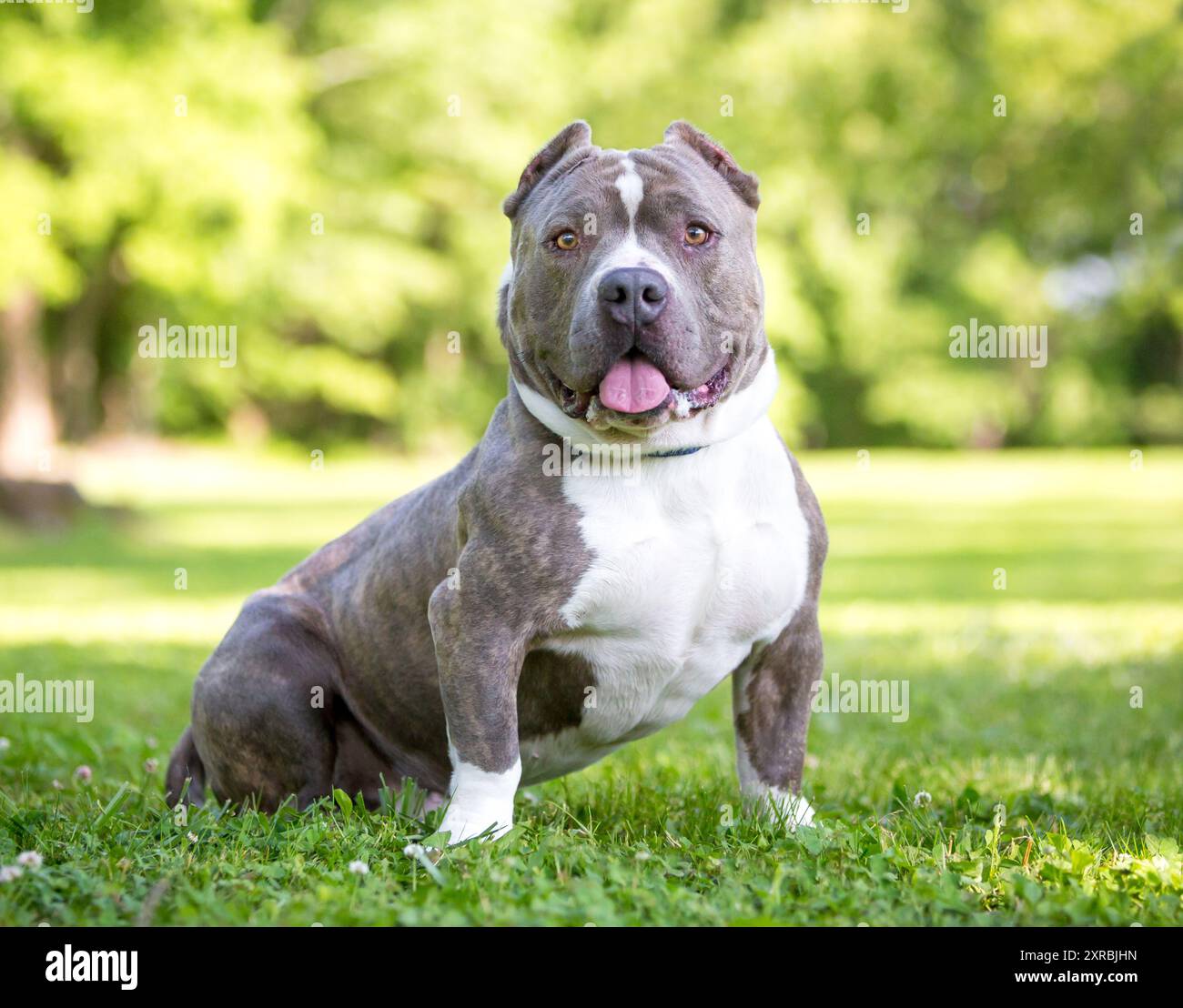 Un chien américain musclé, court et trapu, aux oreilles coupées, assis à l'extérieur Banque D'Images