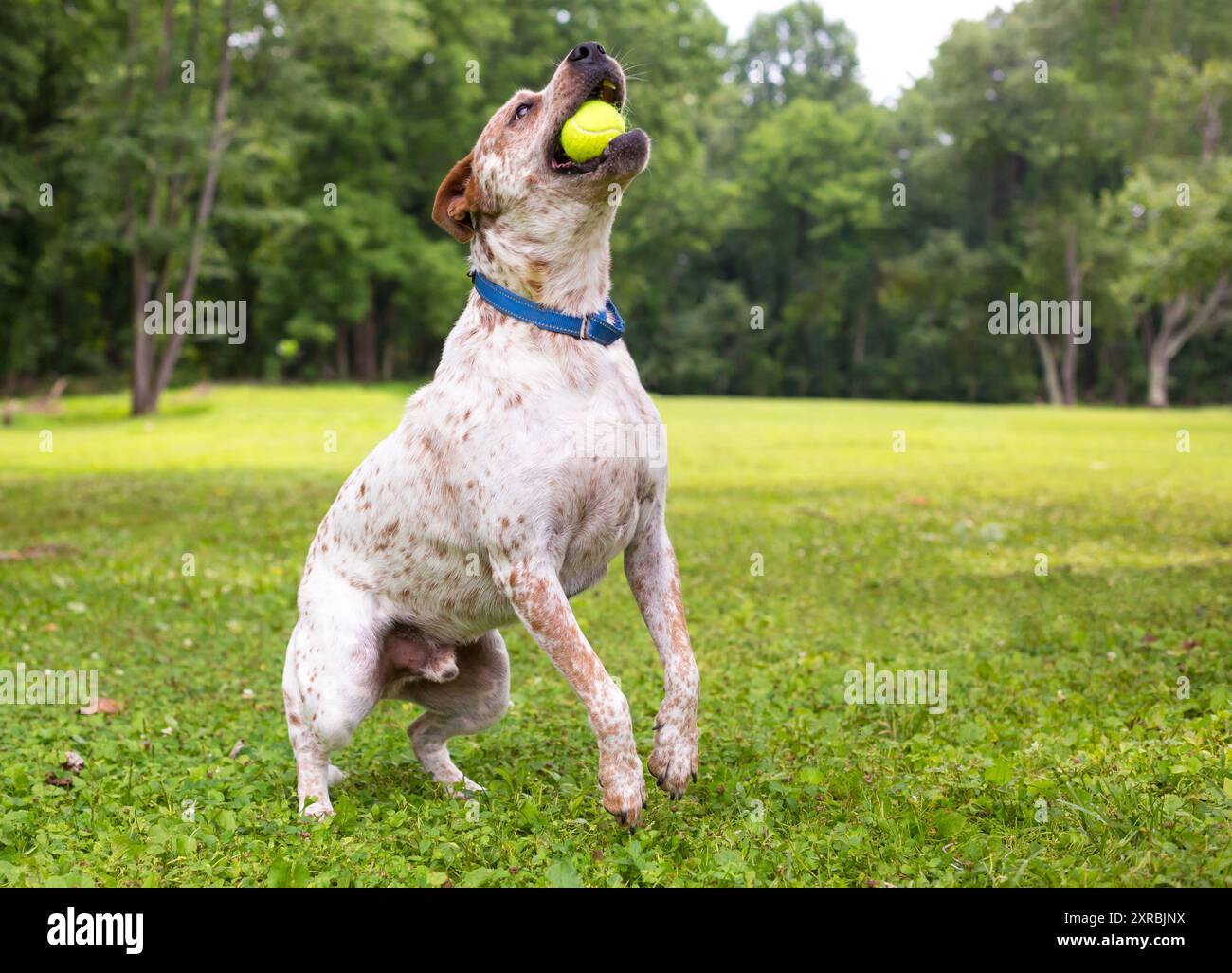 Chien de race mixte australien Dog x Retriever sautant pour attraper une balle Banque D'Images