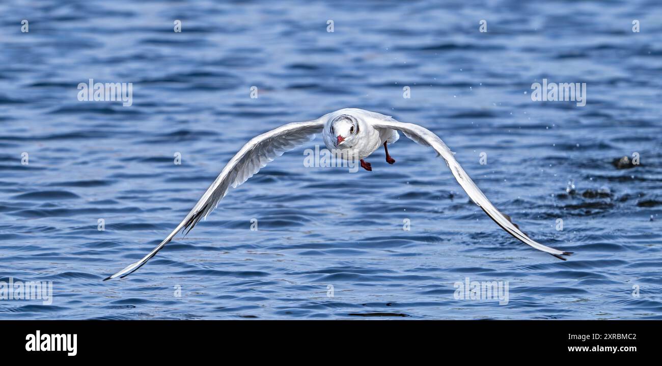 Goéland à tête noire (Chroicocephalus ridibundus) oiseau adulte dans un plumage non reproductif décollant et volant bas au-dessus de l'eau en été Banque D'Images