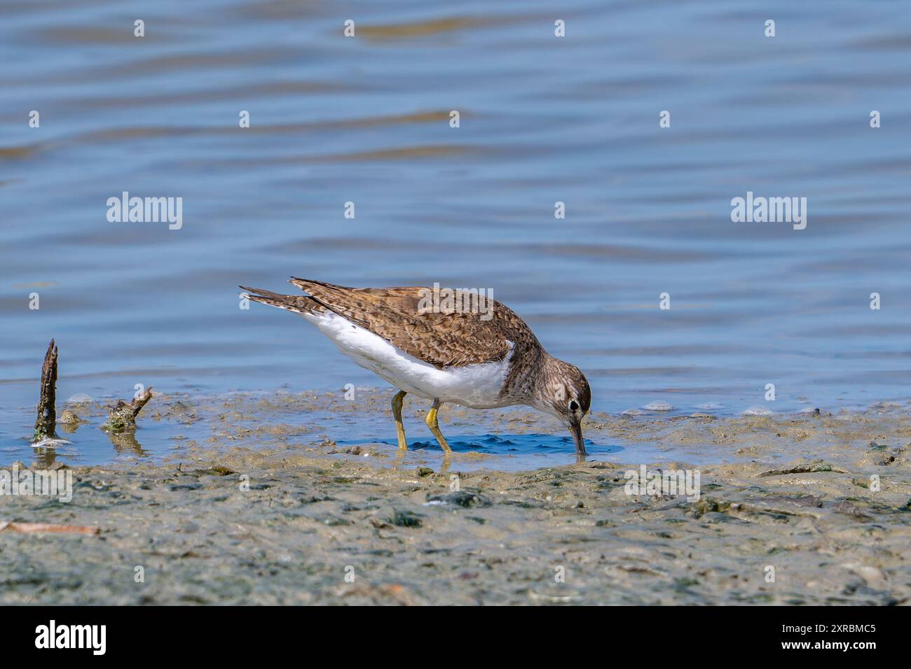 Pier à sable commun (Actitis hypoleucos / Tringa hypoleucos) recherche d'invertébrés dans la boue le long de la rive de l'étang dans les marais salés / marais salés en été Banque D'Images