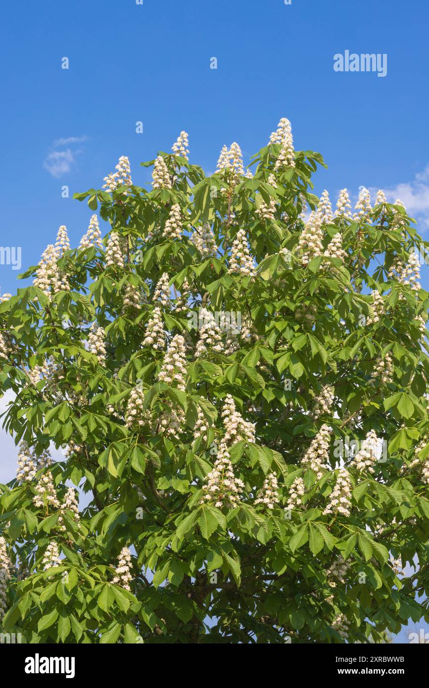Châtaignier commun (Aesculus hippocastanum) contre le ciel bleu Banque D'Images