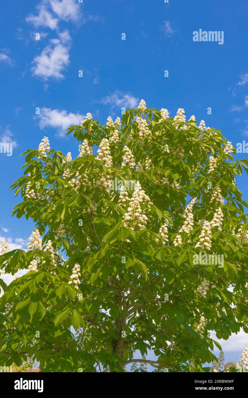 Châtaignier commun (Aesculus hippocastanum) contre le ciel bleu Banque D'Images