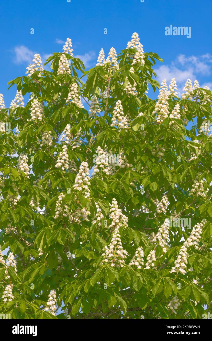 Châtaignier commun (Aesculus hippocastanum) contre le ciel bleu Banque D'Images