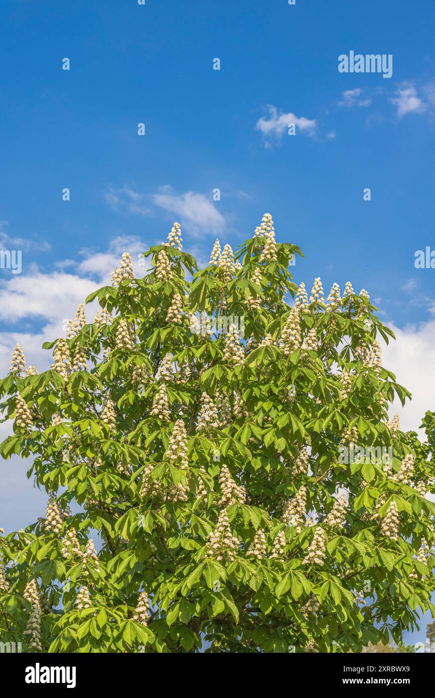 Châtaignier commun (Aesculus hippocastanum) contre le ciel bleu Banque D'Images