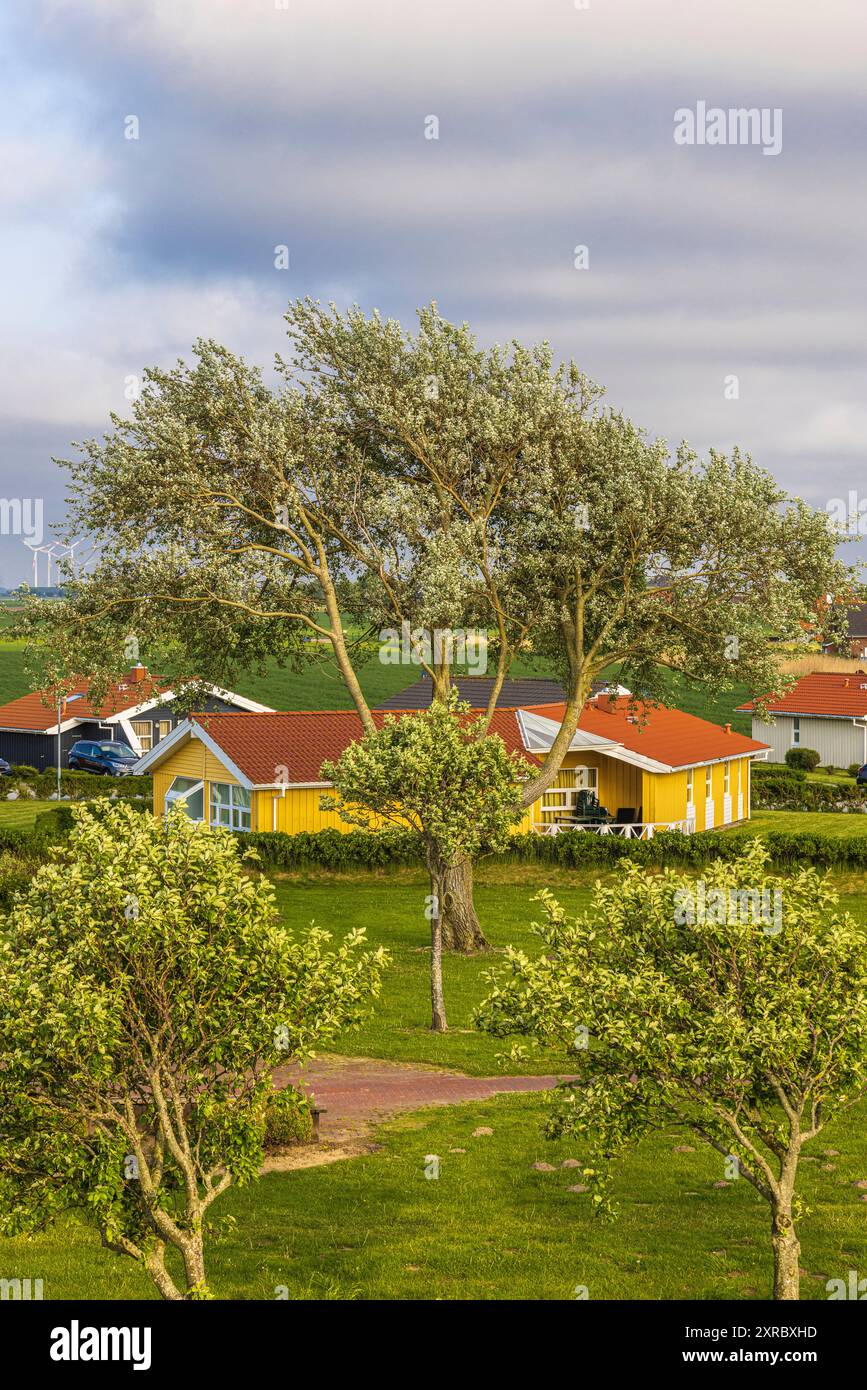 Peuplier argenté dans le parc de vacances Friedrichskoog-Spitze sur la mer du Nord, vue depuis le chemin de la digue Banque D'Images