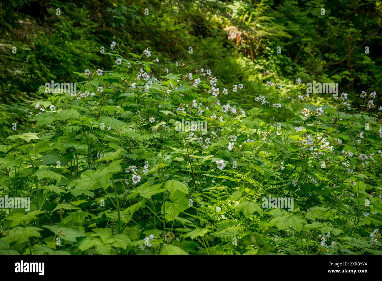 Rubus parviflorus, communément appelé thimbleberry, (également connu sous le nom de chapeaux rouges) est une espèce de Rubus originaire des régions tempérées septentrionales de l'Amérique du Nord Banque D'Images
