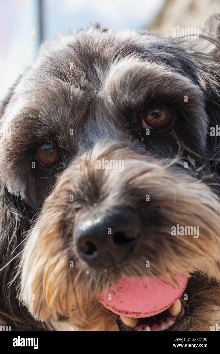 Angleterre, Kent, Broadstairs, gros plan Portrait de chien avec boule dans la bouche Banque D'Images