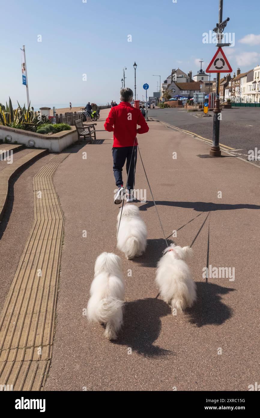 Angleterre, Kent, Deal, Dog Walker sur le front de mer Banque D'Images