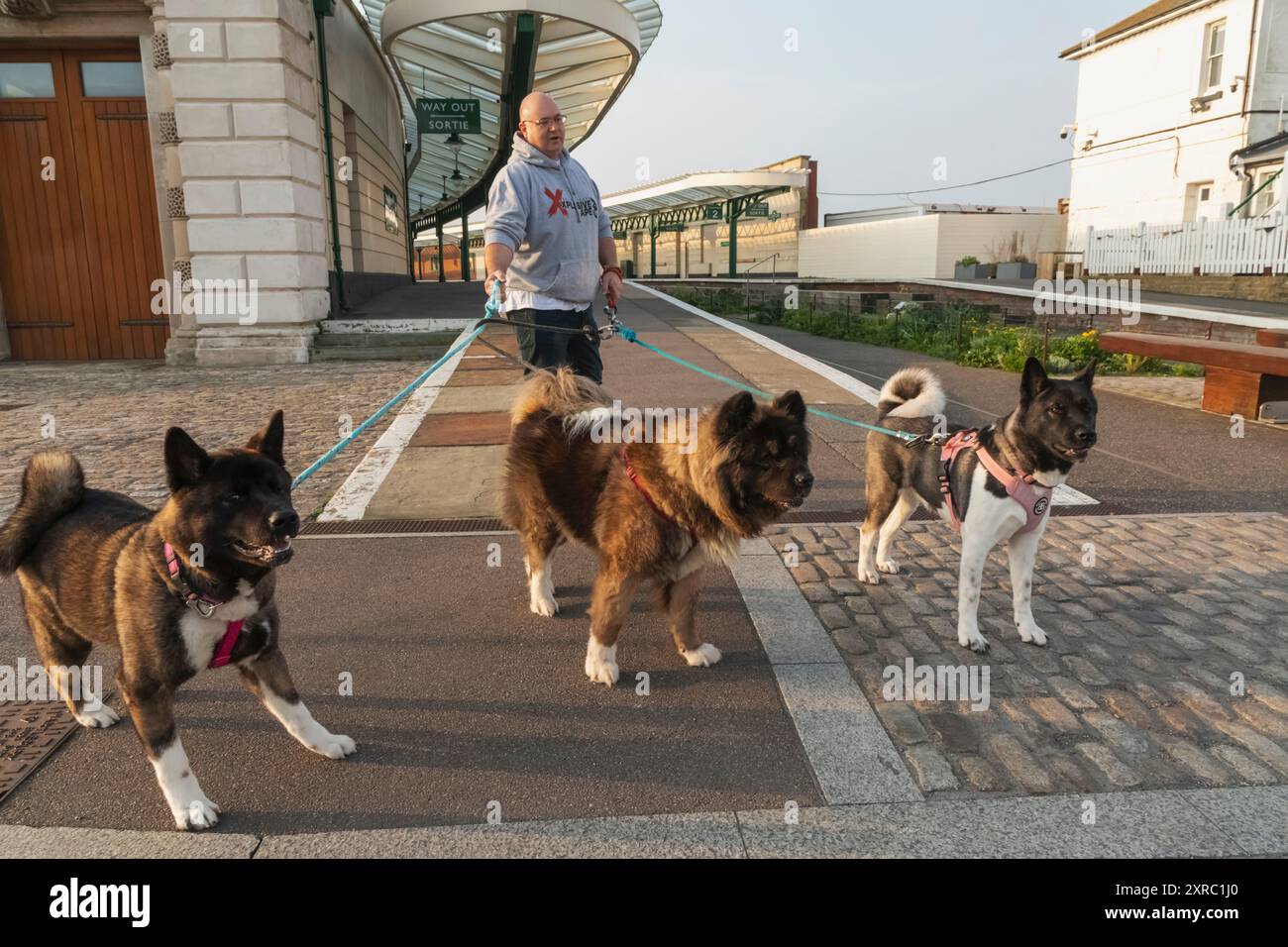 Angleterre, Kent, Folkestone, Folkestone Harbour, homme avec des chiens Akita américains Banque D'Images