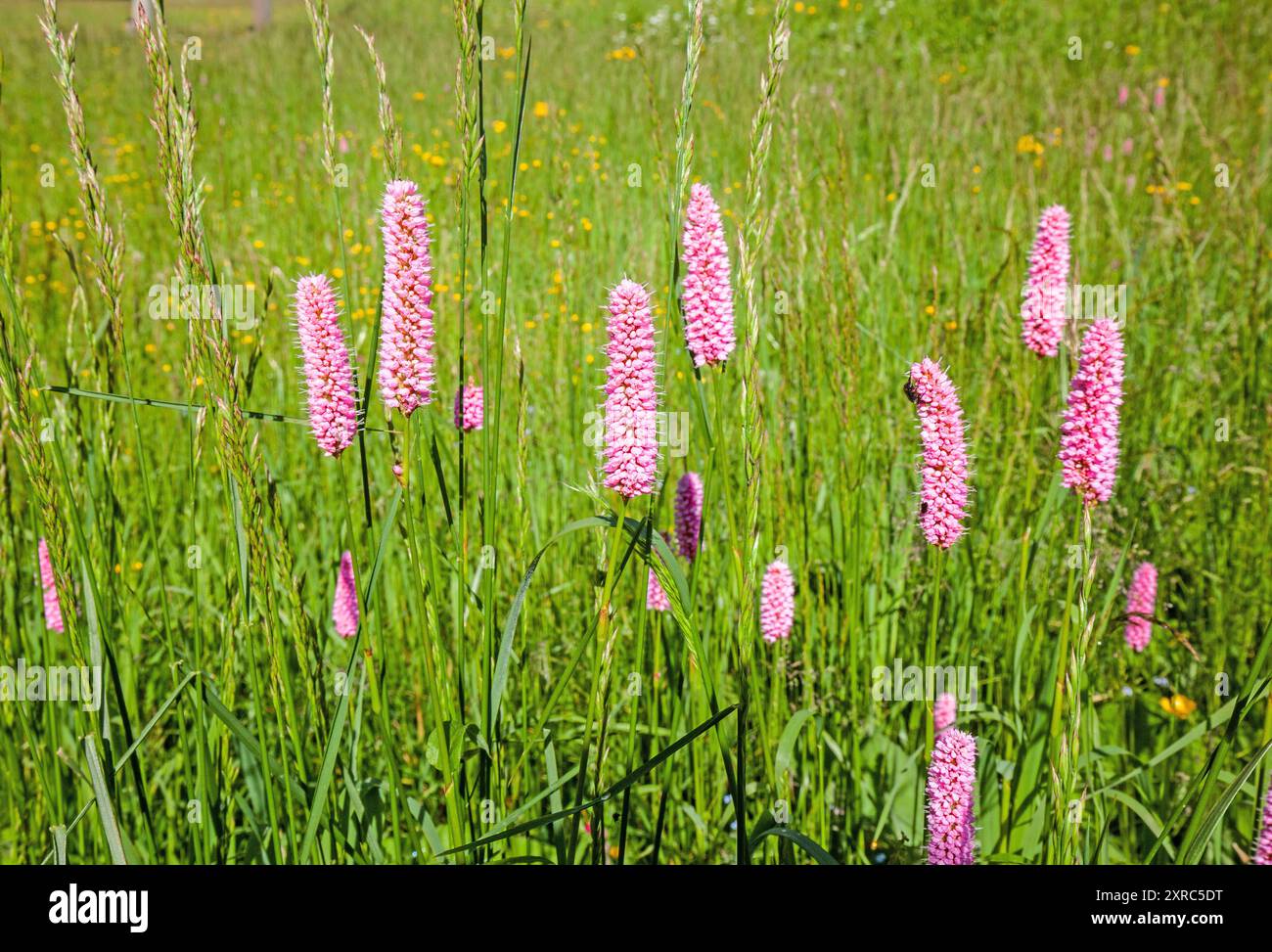 La nouée des serpents, également connue sous le nom de nouée des prairies, est une espèce végétale qui appartient à la famille des nouées (Polygonaceae). Banque D'Images