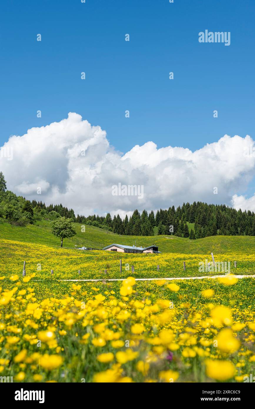 Les pâturages deviennent dorés au printemps sur le mont Peller, Europe, Italie, Trentino Tyrol du Sud, non vallée, quartier de trente, CLES Banque D'Images