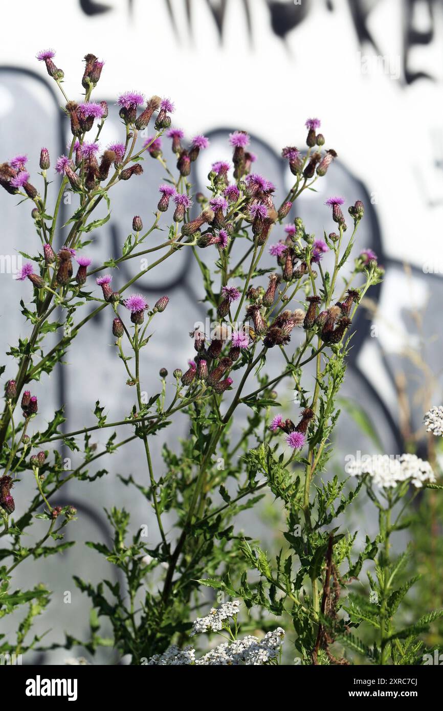 Chardon du Canada (Cirsium arvense) dans une bande de fleurs dans la ville devant des graffitis Banque D'Images
