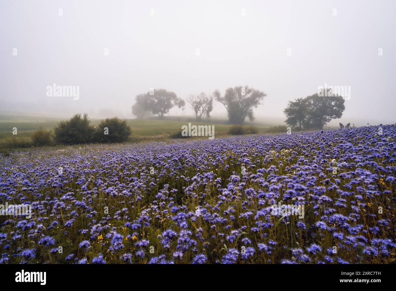 Sentier de randonnée à travers les champs fleuris de touffes de phacélie dans le village de pavot de Germerode par un matin d'été brumeux. Werra-Meißner district, Hesse, Allemagne Banque D'Images