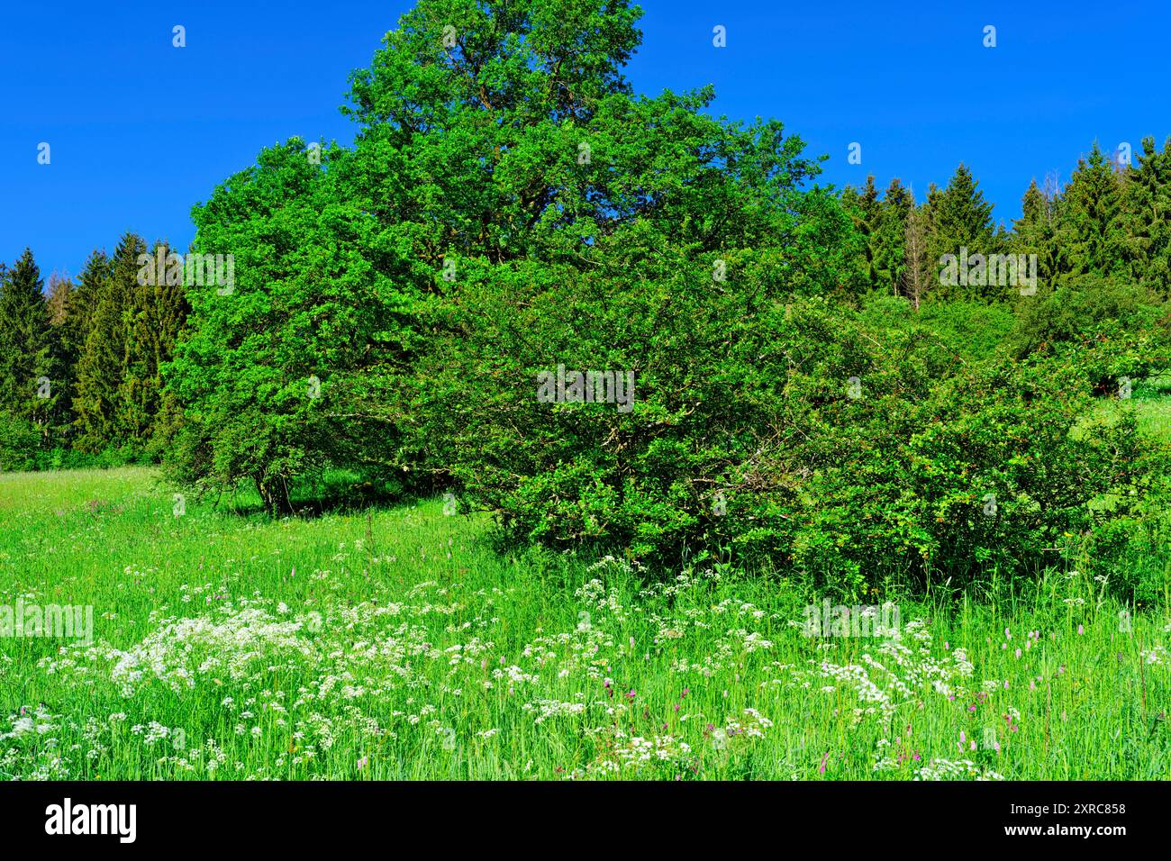 Europe, Allemagne, Rhénanie-Palatinat, Westerwald, réserve naturelle Wacholderheide Westernohe, prairie naturelle Banque D'Images