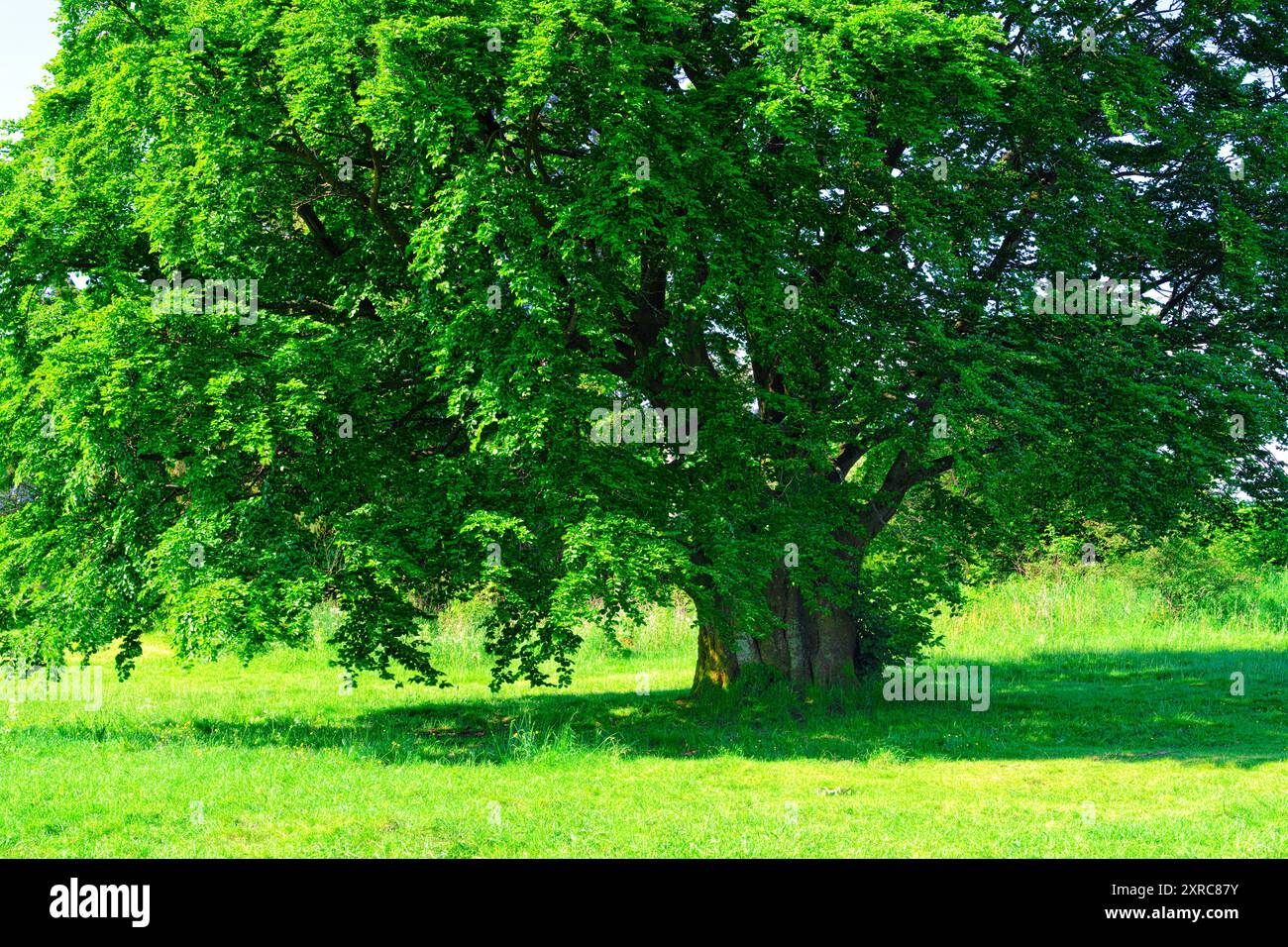 Europe, Allemagne, Rhénanie-Palatinat, Westerwald, réserve naturelle Wacholderheide Westernohe, Hutebuche Banque D'Images