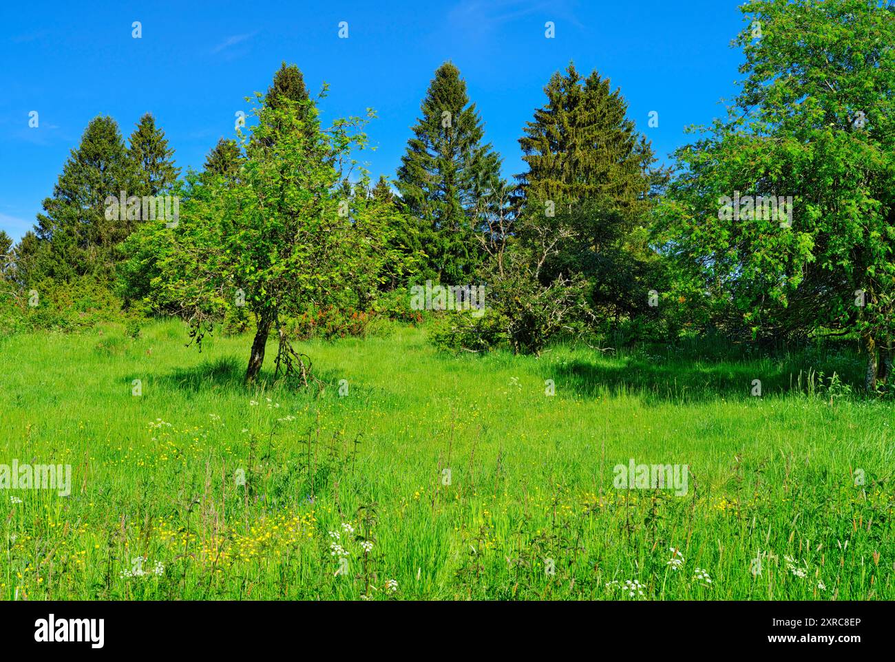 Europe, Allemagne, Rhénanie-Palatinat, Westerwald, réserve naturelle Wacholderheide Westernohe, pommier sauvage Banque D'Images