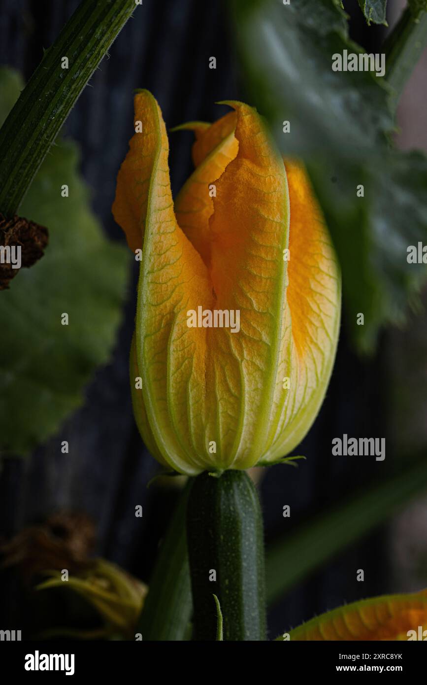 Gros plan d'une fleur de courgette Banque D'Images